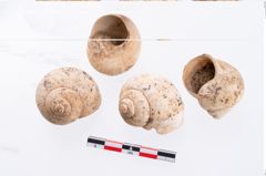 Foto von Schneckengehäuse (NHMW-PRAE-002299)